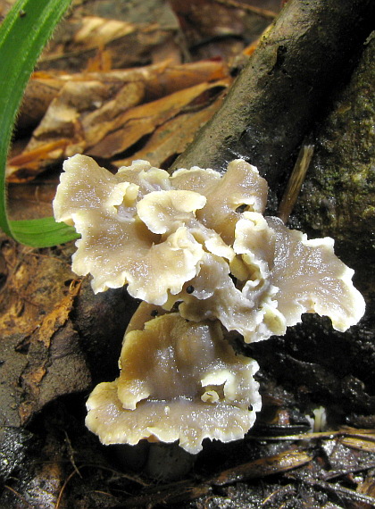 palievik kučeravý Pseudocraterellus undulatus (Pers.) Rauschert