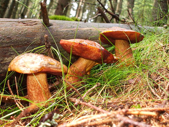 hríb zrnitohlúbikový Sutorius luridiformis (Rostk.) G. Wu & Zhu L. Yang