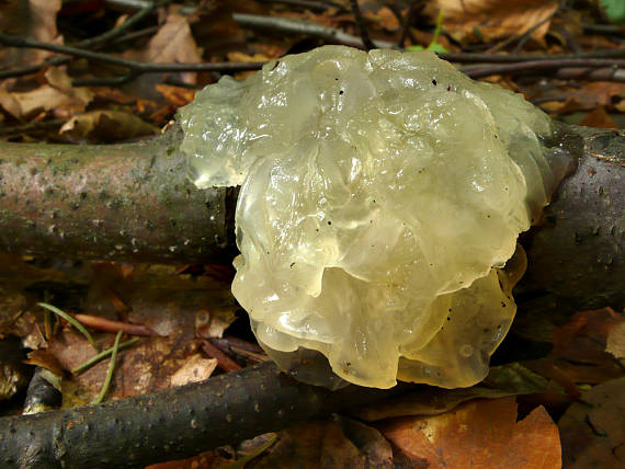 rôsolovka zlatožltá Tremella mesenterica Retz.