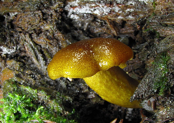 čírovec ozdobný Tricholomopsis decora (Fr.) Singer