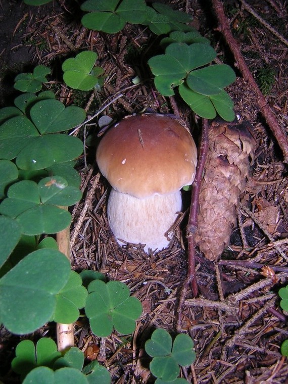 hríb Smrekový (Boletus edulis)