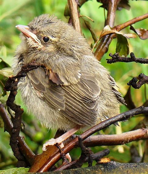 trsteniarik-mláďa  Acrocephalus palustris