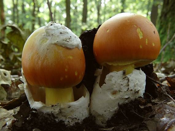 muchotrávka cisárska Amanita caesarea (Scop.) Pers.