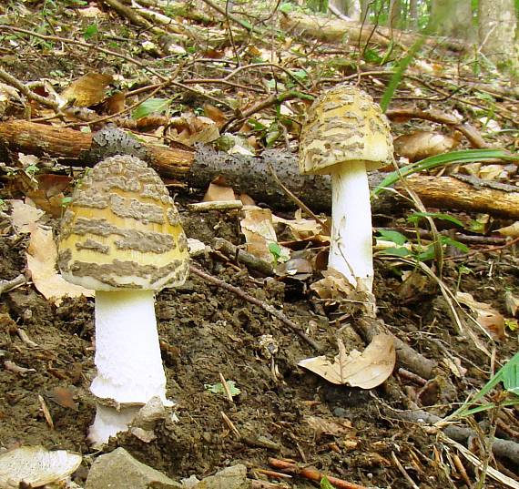 muchotrávka chrastavá Amanita ceciliae (Berk. & Broome) Bas