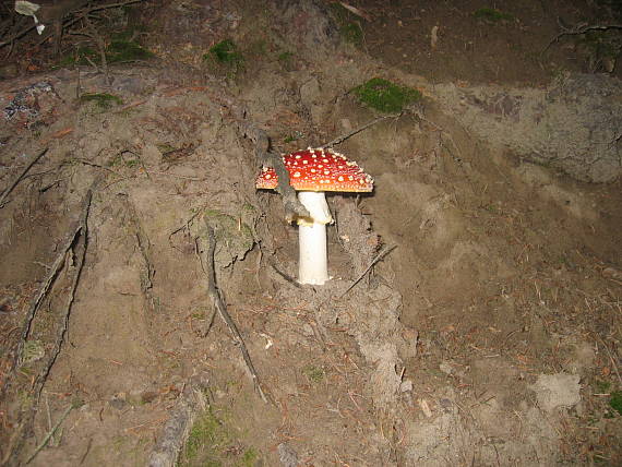 muchotrávka červená Amanita muscaria (L.) Lam.