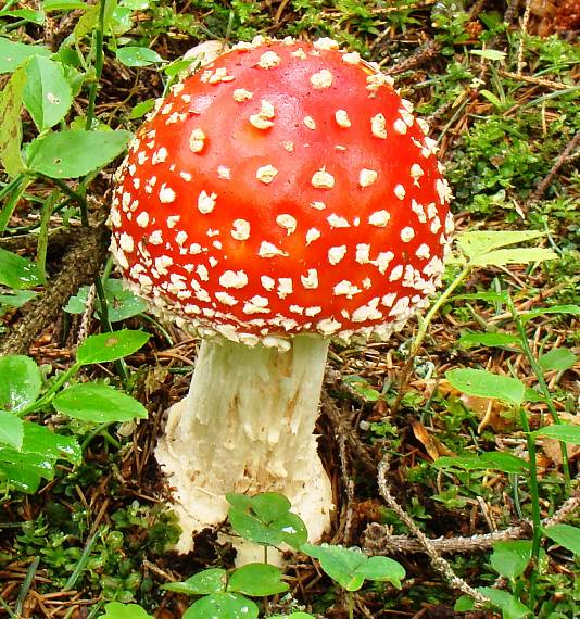 muchotrávka červená Amanita muscaria (L.) Lam.