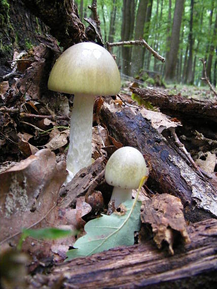 muchotrávka zelená Amanita phalloides (Vaill. ex Fr.) Link