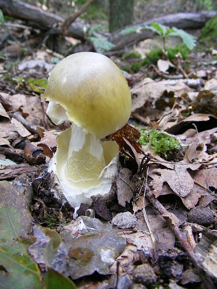 muchotrávka zelená Amanita phalloides (Vaill. ex Fr.) Link