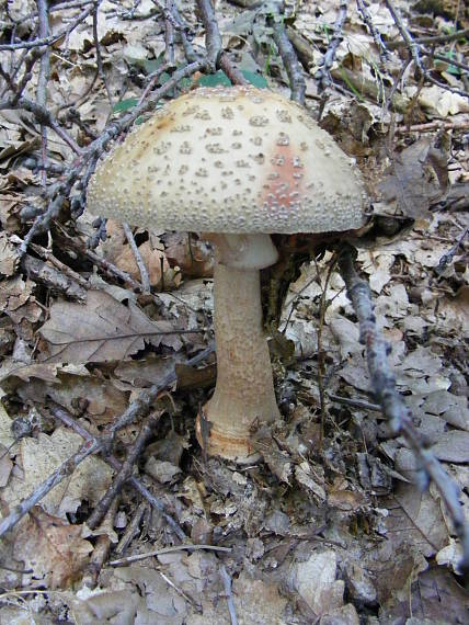 muchotrávka červenkastá Amanita rubescens Pers.