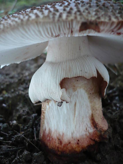 muchotrávka červenkastá  Amanita rubescens Pers.