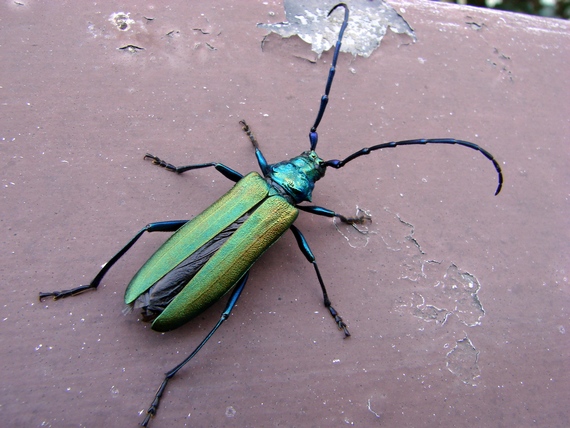 fuzáč pižmový Aromia moschata