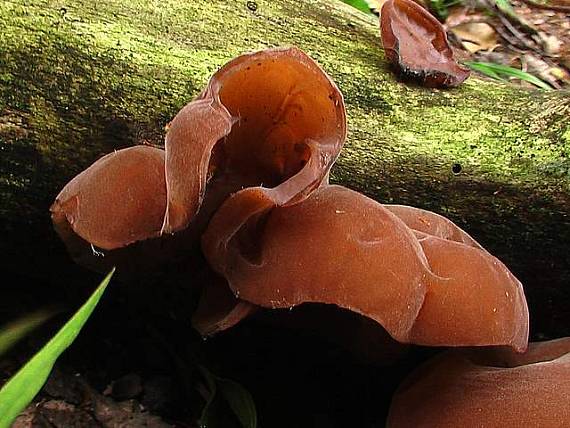 uchovec bazový  Auricularia auricula-judae (Bull.) Quél.