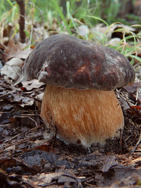 hríb bronzový Boletus aereus Bull. ex Fr.