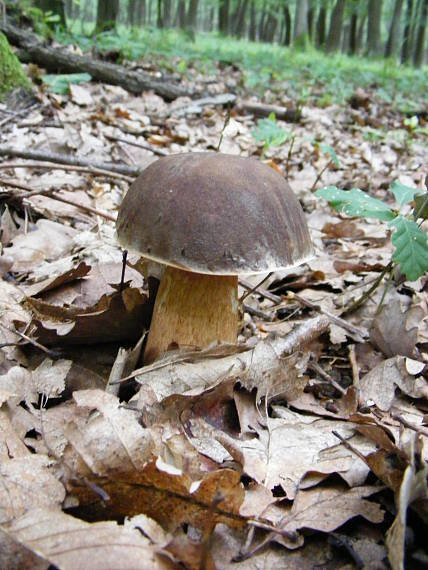 hríb bronzový Boletus aereus Bull. ex Fr.