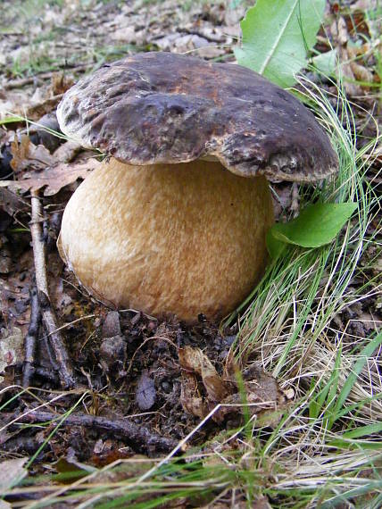 hríb bronzový Boletus aereus Bull. ex Fr.