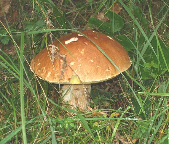 hríb smrekový Boletus edulis Bull.