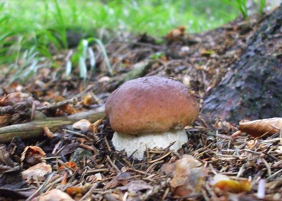 hríb smrekový Boletus edulis Bull.