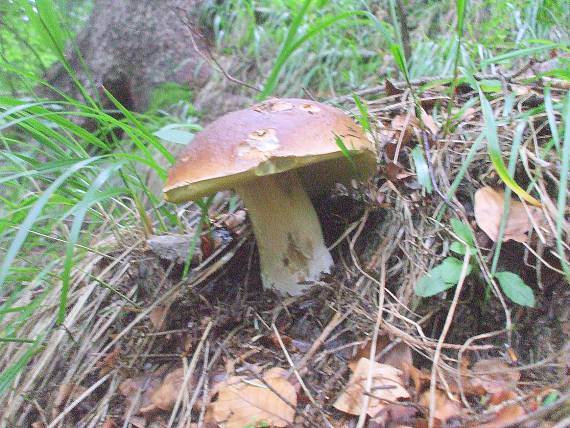 hríb smrekový Boletus edulis Bull.