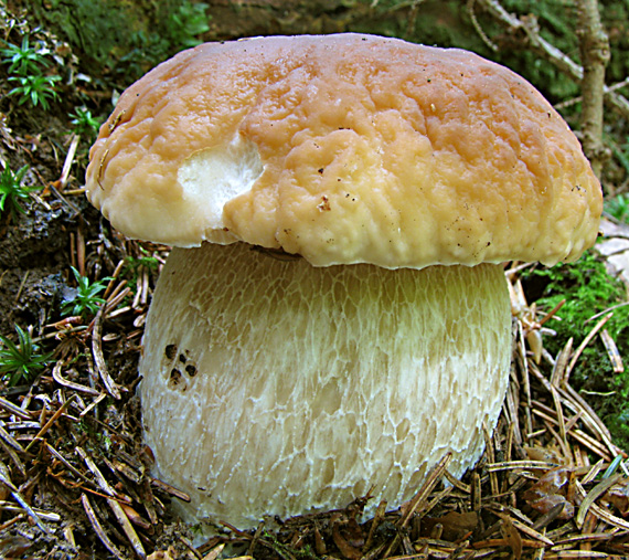 hríb smrekový Boletus edulis Bull.