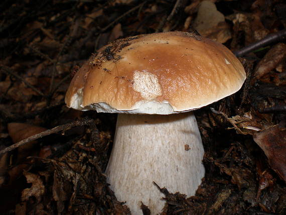 hríb smrekový Boletus edulis Bull.