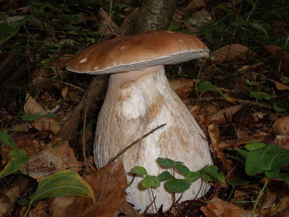 hríb smrekový Boletus edulis Bull.