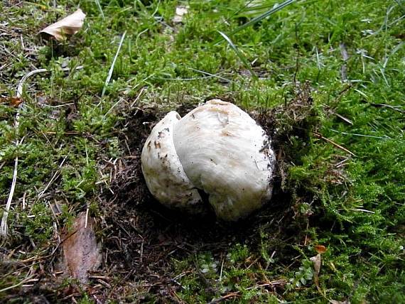 hríb smrekový Boletus edulis Bull.