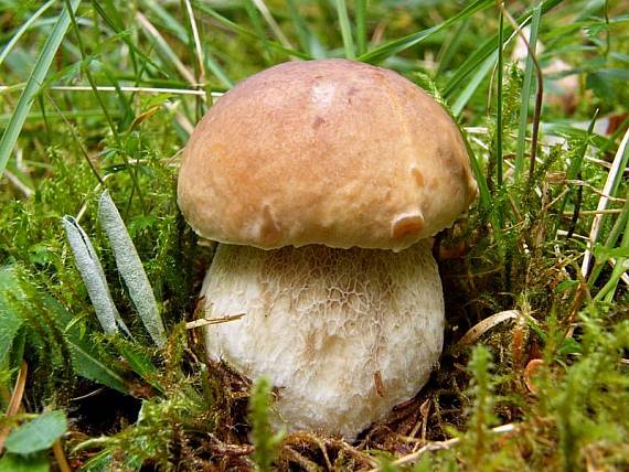 hríb smrekový Boletus edulis Bull.