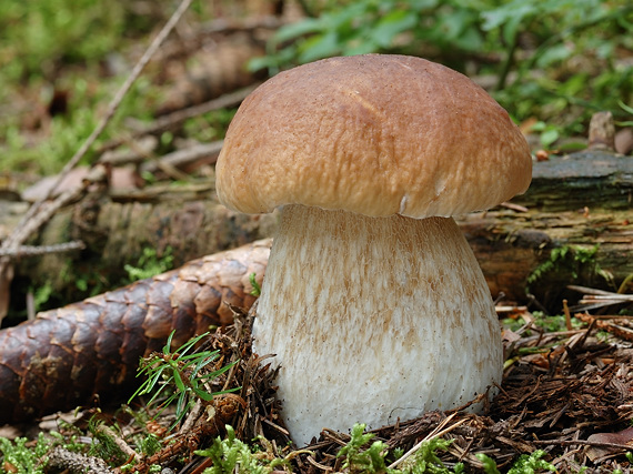 hríb smrekový Boletus edulis Bull.