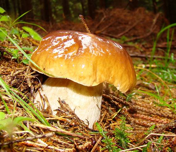 hríb smrekový Boletus edulis Bull.