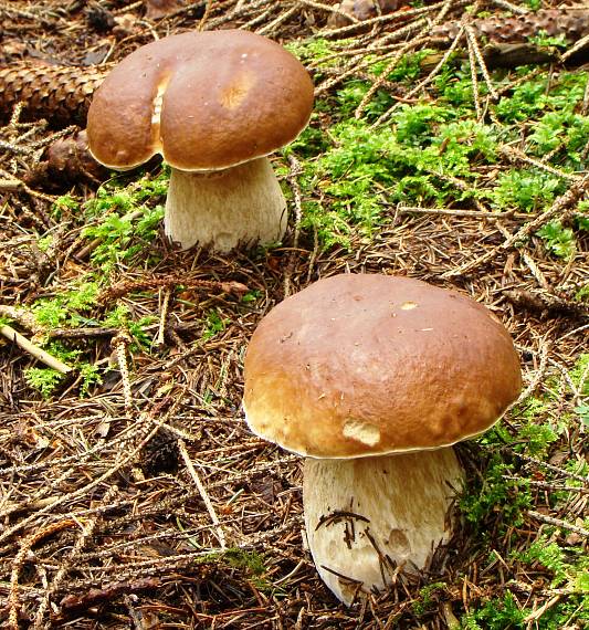 hríb smrekový Boletus edulis Bull.