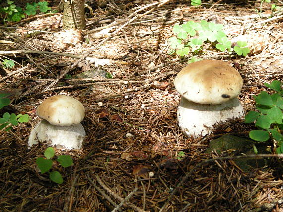 hrib smrekový Boletus edulis Bull.