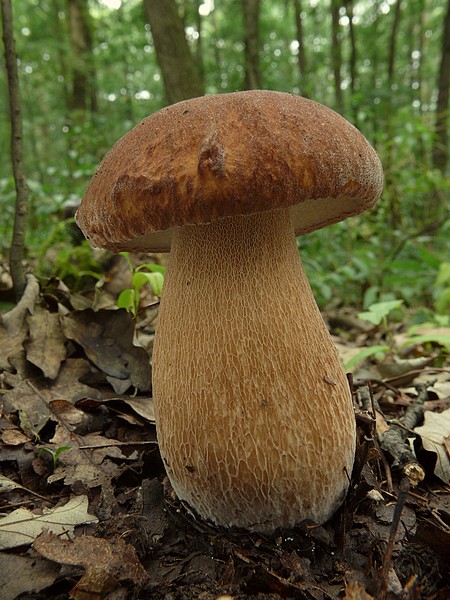 hríb dubový Boletus reticulatus Schaeff.