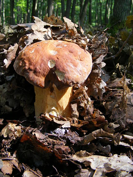 hríb dubový Boletus reticulatus Schaeff.