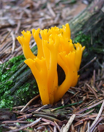 parôžkovec lepkavý Calocera viscosa (Pers.) Fr.