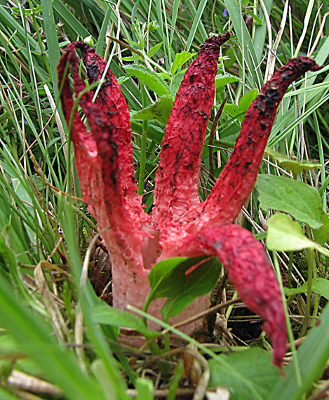 mrežovka kvetovitá Clathrus archeri (Berk.) Dring