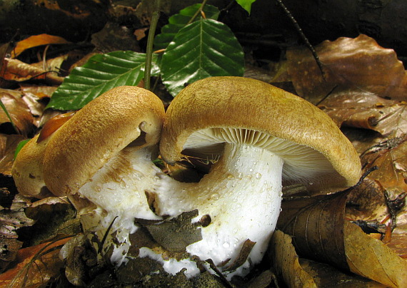 pavučinovec Cortinarius sp.