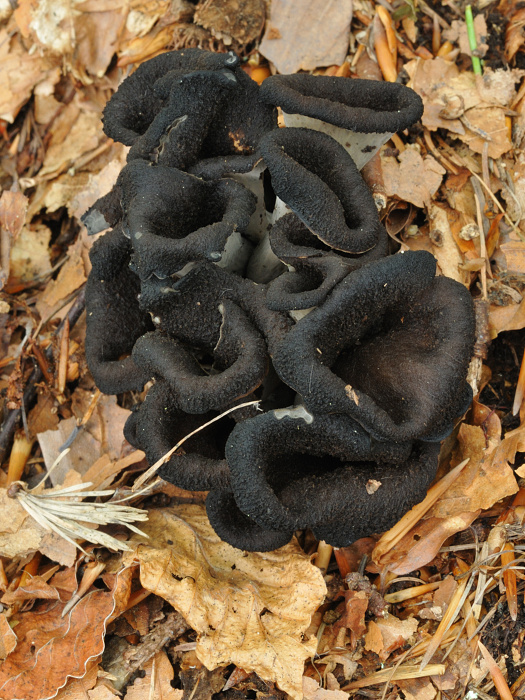 lievik trúbkovitý Craterellus cornucopioides (L.) Pers.