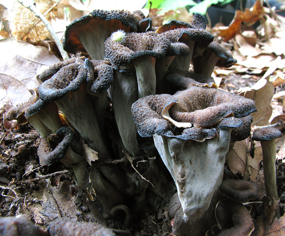 lievik trúbkovitý Craterellus cornucopioides (L.) Pers.