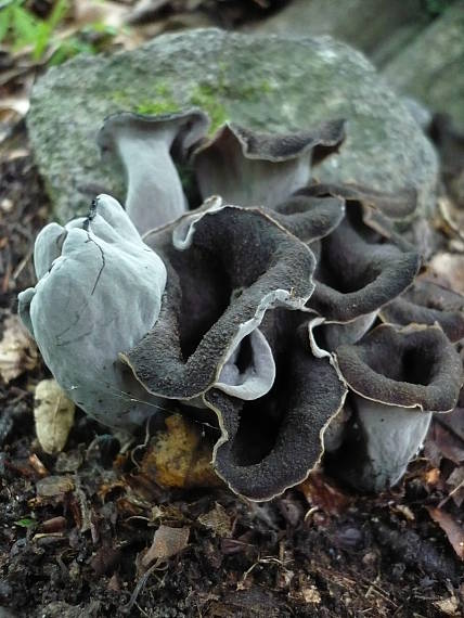 lievik trúbkovitý  Craterellus cornucopioides (L.) Pers.