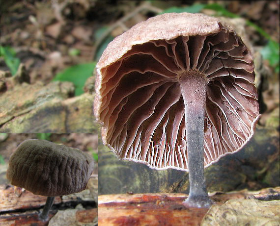 špička smradľavá Gymnopus foetidus (Sowerby) J.L. Mata & R.H. Petersen