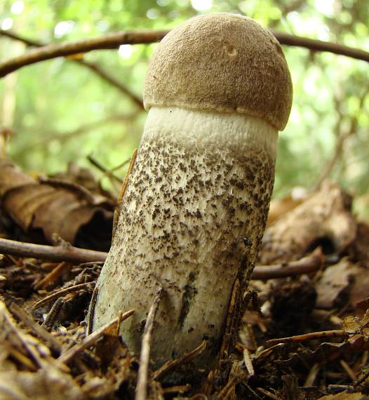 kozák topoľový Leccinum duriusculum (Schulzer ex Kalchbr.) Singer