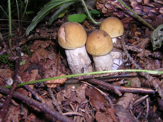 trojičky Leccinum pseudoscabrum (Kallenb.) Šutara