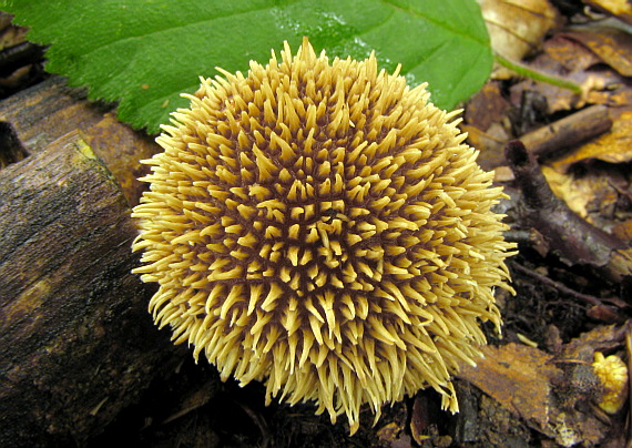 prášnica pichliačová Lycoperdon echinatum Pers.