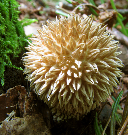 prášnica pichliačová Lycoperdon echinatum Pers.