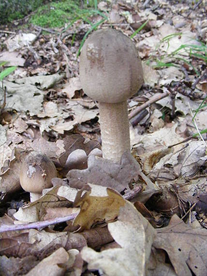 bedľa vysoká Macrolepiota procera (Scop.) Singer