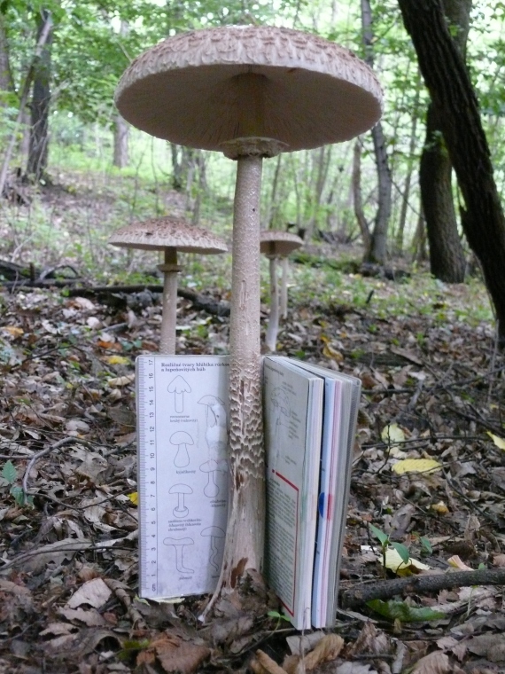 bedľa vysoká Macrolepiota procera (Scop.) Singer