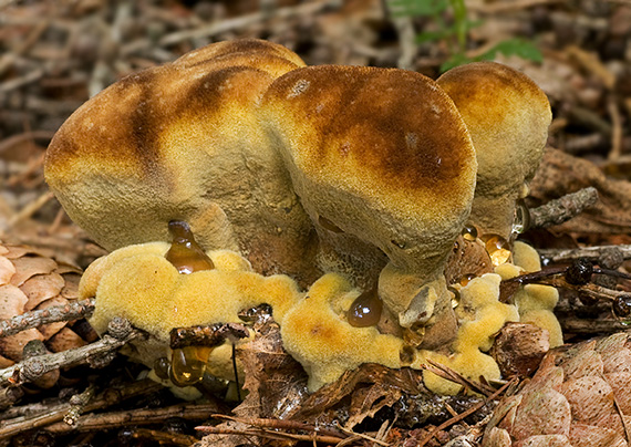 hnedák Schweinitzov Phaeolus schweinitzii (Fr.) Pat.