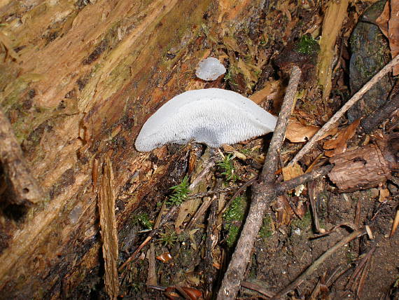 pajelenka želatínová Pseudohydnum gelatinosum (Scop.) P. Karst.