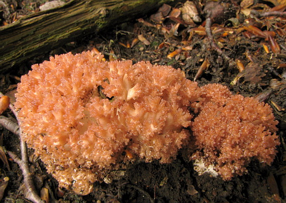 strapačka koralovitá Ramaria botrytis (Pers.) Ricken