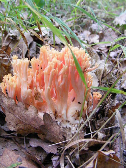 strapačka lososovoružová Ramaria subbotrytis (Coker) Corner